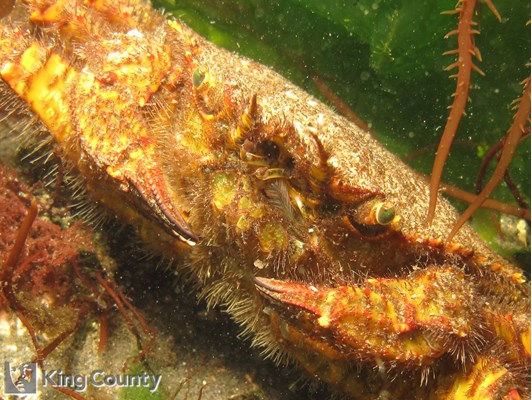 Photo of Cancer jordani